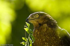 Wespenbussard - Zum Vergroessern klicken!